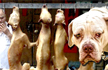 US resolution asks China to end Dog meat festival